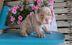 English Bulldog dogs for sale: Hunter - Image 13