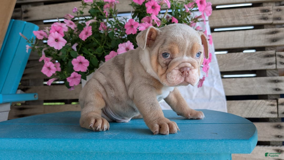English Bulldog dogs for sale: Hunter - Image 13