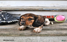 Miniature Dachshund dogs for sale: Carter - Image 5