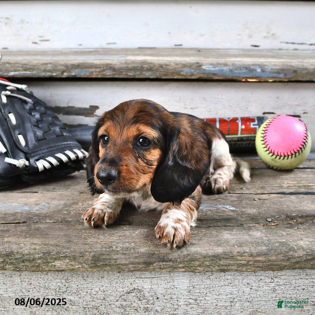 Miniature Dachshund dogs for sale: Carter - Image 5