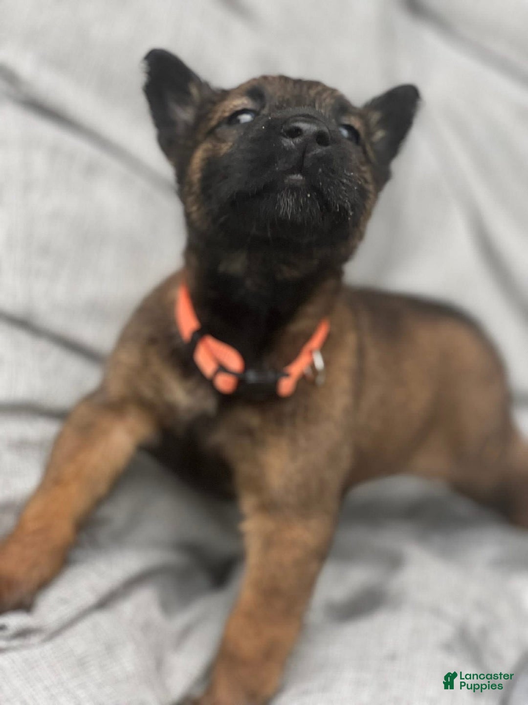 Belgian Malinois dogs for sale: Orange Girl - Image 1