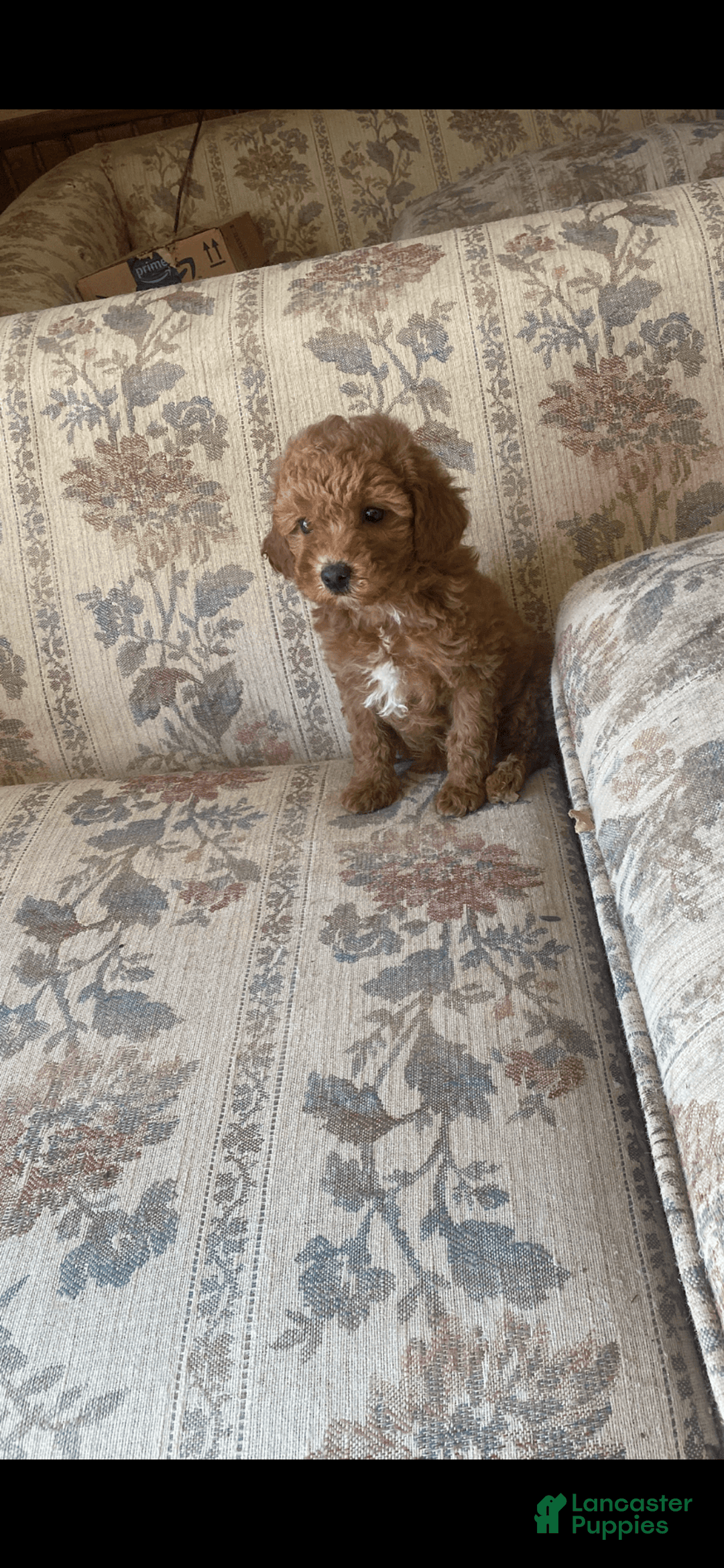 Toy Poodle dogs for sale: Girl - Image 1