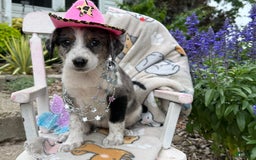 Australian Cattle Dog dogs for sale: Marcia - Image 3