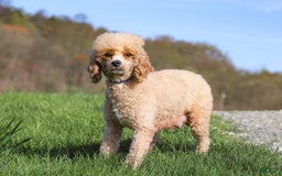 Yorkiepoo dogs for sale: Moses - Image 21