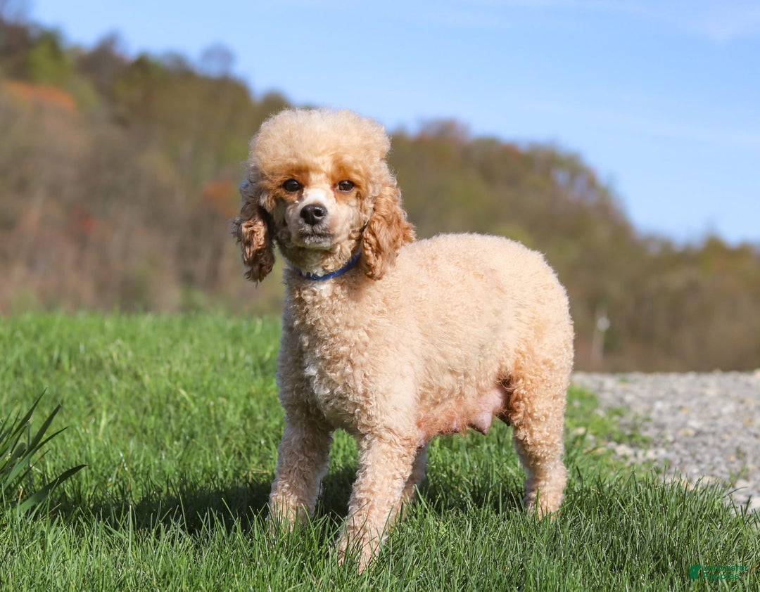Yorkiepoo dogs for sale: Moses - Image 21