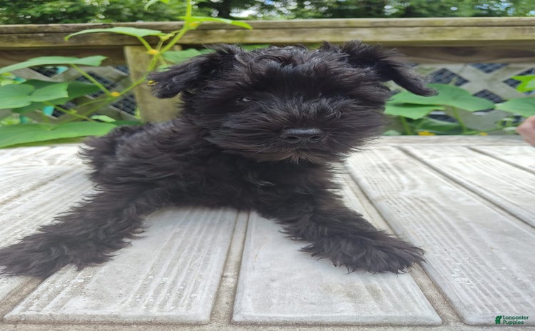 Miniature Schnauzer dogs for sale - Ad 1