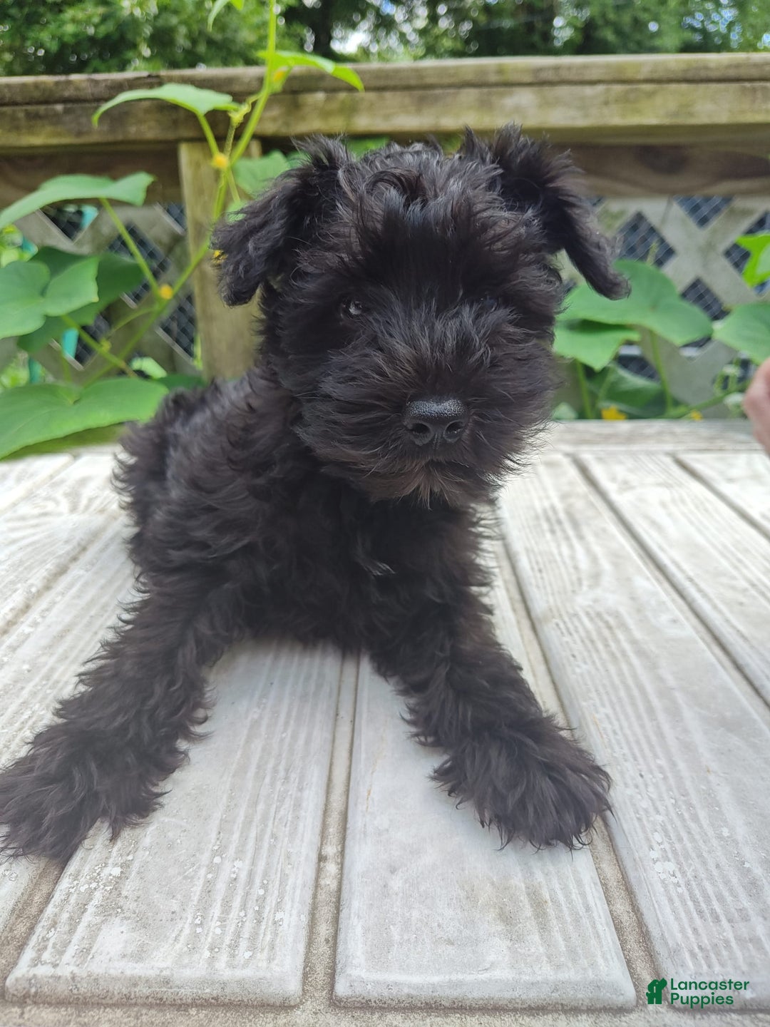 Miniature Schnauzer dogs for sale: AKC Miniature Schnauzer puppy - Image 1