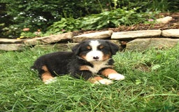 Bernese Mountain Dog dogs for sale: Wilder - Image 2