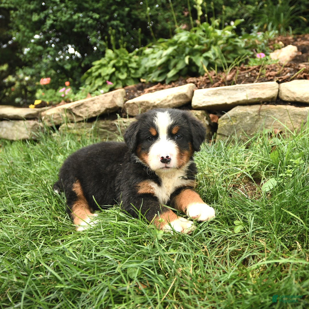Bernese Mountain Dog dogs for sale: Wilder - Image 2
