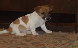 Jack Russell Terrier dogs for sale: Franklin - Image 6