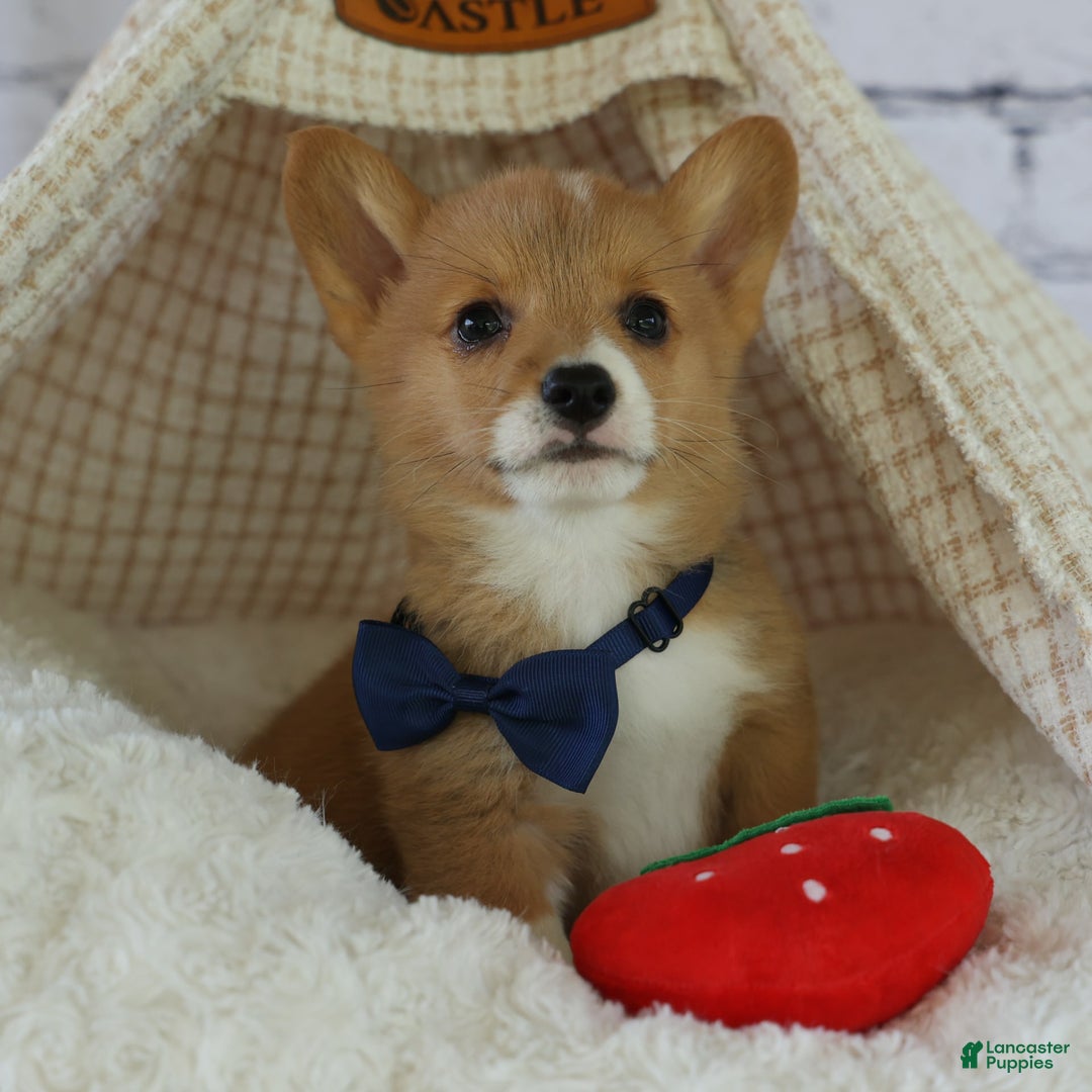 Welsh Corgi Pembroke dogs for sale: Gilbert - Image 10