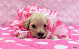 Cockapoo dogs for sale: Magnus - Image 11
