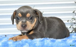 Beabull dogs for sale: Kinsley - Image 8