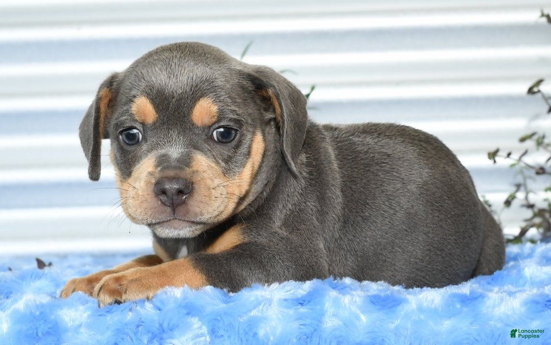 Beabull dogs for sale: Kinsley - Image 8