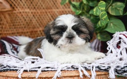 Shih Tzu dogs for sale: Easton - Image 5