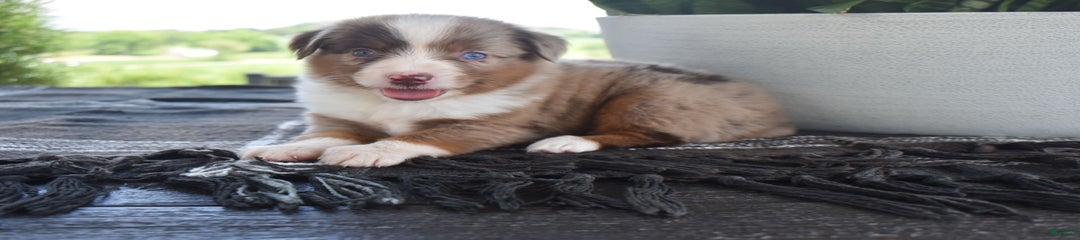 Sunshine The Mini Aussie