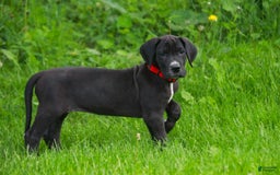 Great Dane dogs for sale: Athena - Image 24