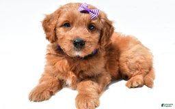Mini Goldendoodle dogs for sale: Tulip - Image 8