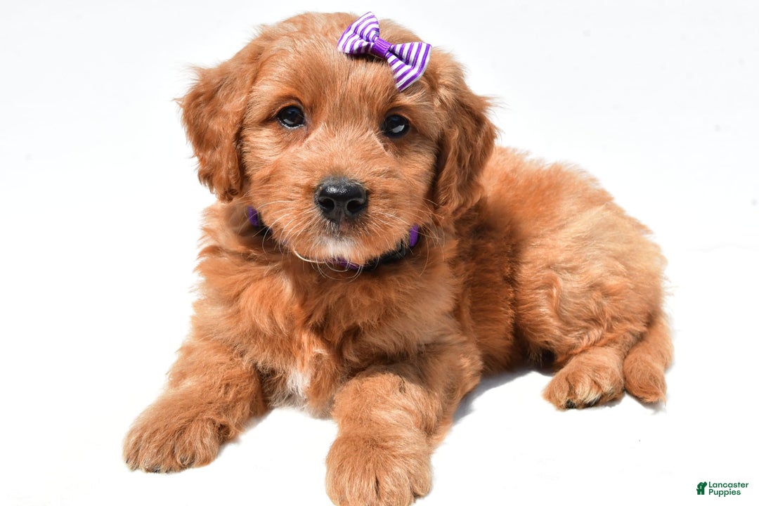 Mini Goldendoodle dogs for sale: Tulip - Image 8