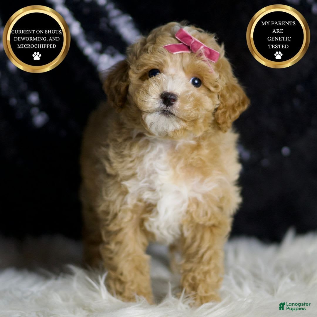 Maltipoo dogs for sale: Stella - Image 3