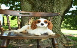 Cavalier King Charles Spaniel dogs for sale: Taylor - Image 7