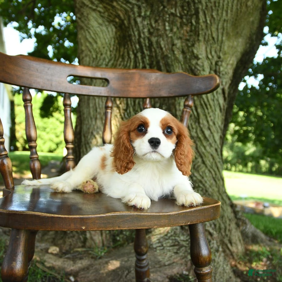 Cavalier King Charles Spaniel dogs for sale: Taylor - Image 7