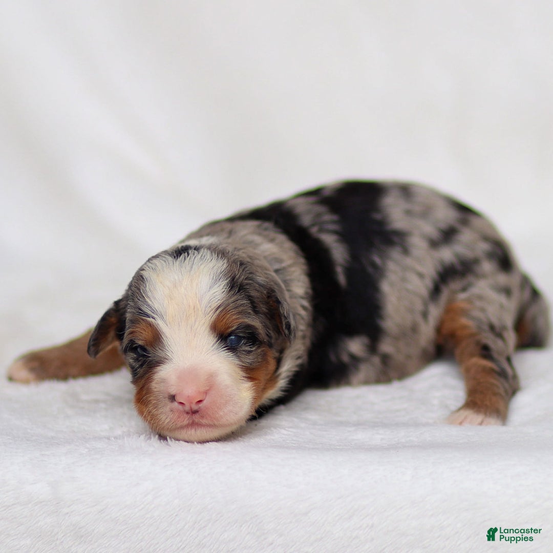 Mini Bernedoodle dogs for sale: Maya - Image 1