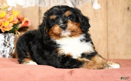 Mini Bernedoodle dogs for sale: Treyston - Image 6