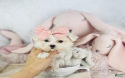 Maltipoo dogs for sale: Maltese - Image 3