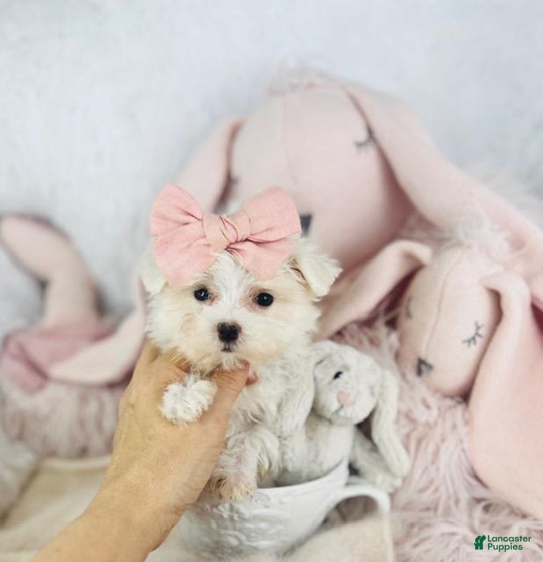Maltipoo dogs for sale: Maltese - Image 3
