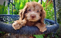 Havapoo dogs for sale: Harmony - Image 11