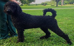 Portuguese Water Dog dogs for sale: Luca - Image 2