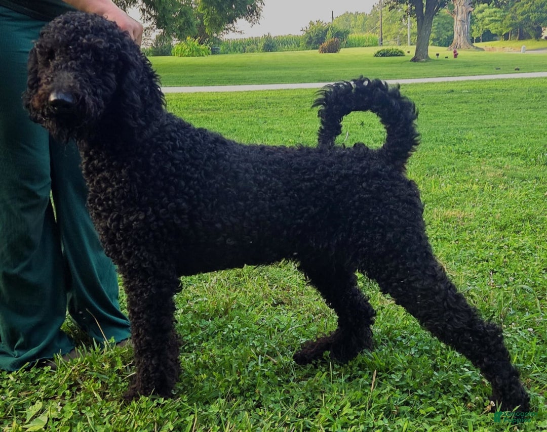 Portuguese Water Dog dogs for sale: Luca - Image 2