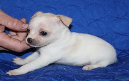 Chihuahua dogs for sale: Ivar - Image 6