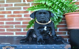 Cane Corso dogs for sale: Cassy - Image 2