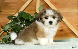 Teddy Bear dogs for sale: Wells - Image 5