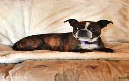 Boston Terrier dogs for sale: Clancy - Image 4