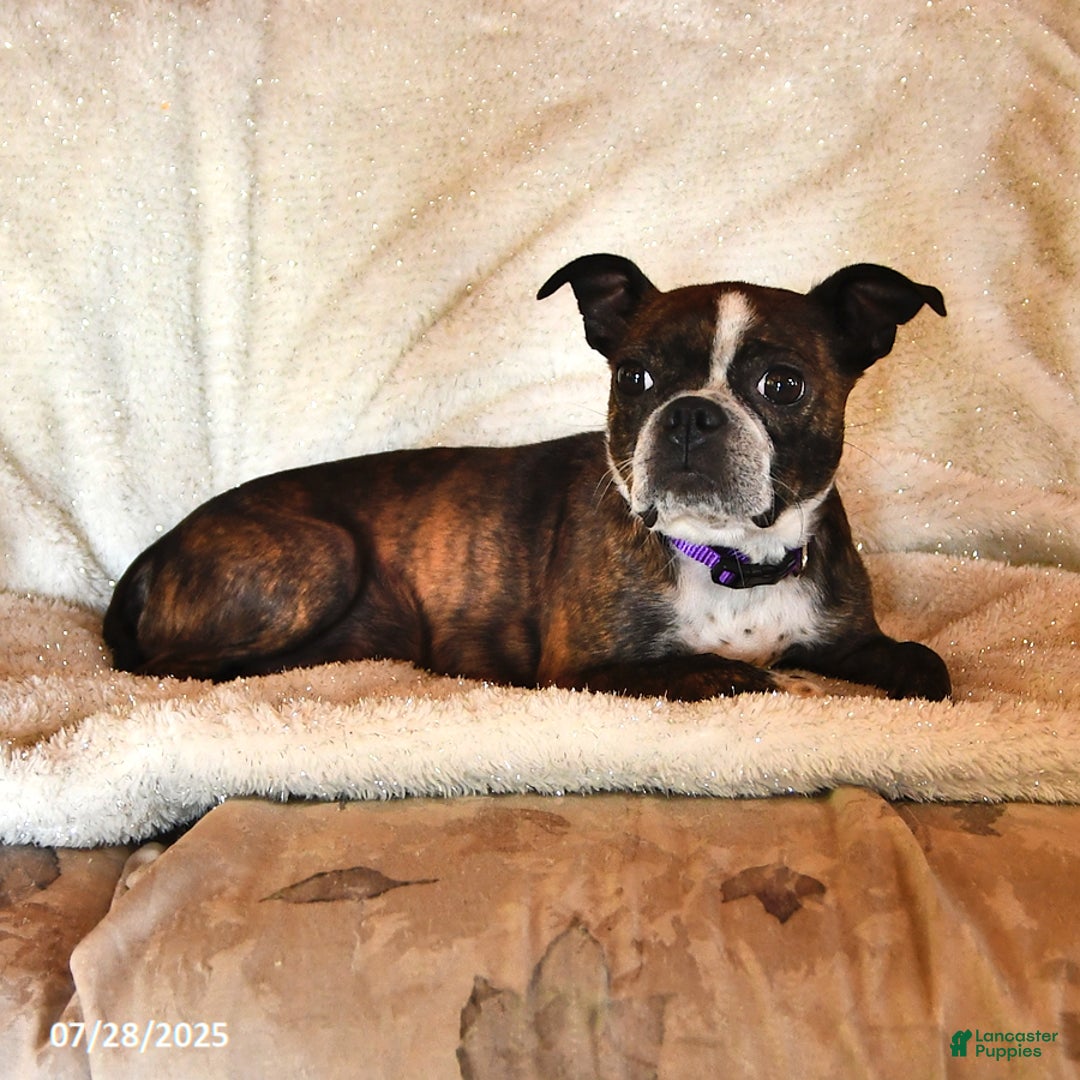 Boston Terrier dogs for sale: Clancy - Image 4