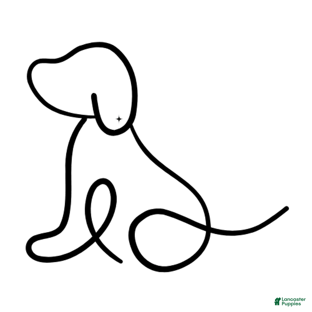 Labrador Retriever dogs for sale: Yellow Male Puppy 2 - Image 1