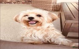 Shorkie dogs for sale: Atticus - Image 2