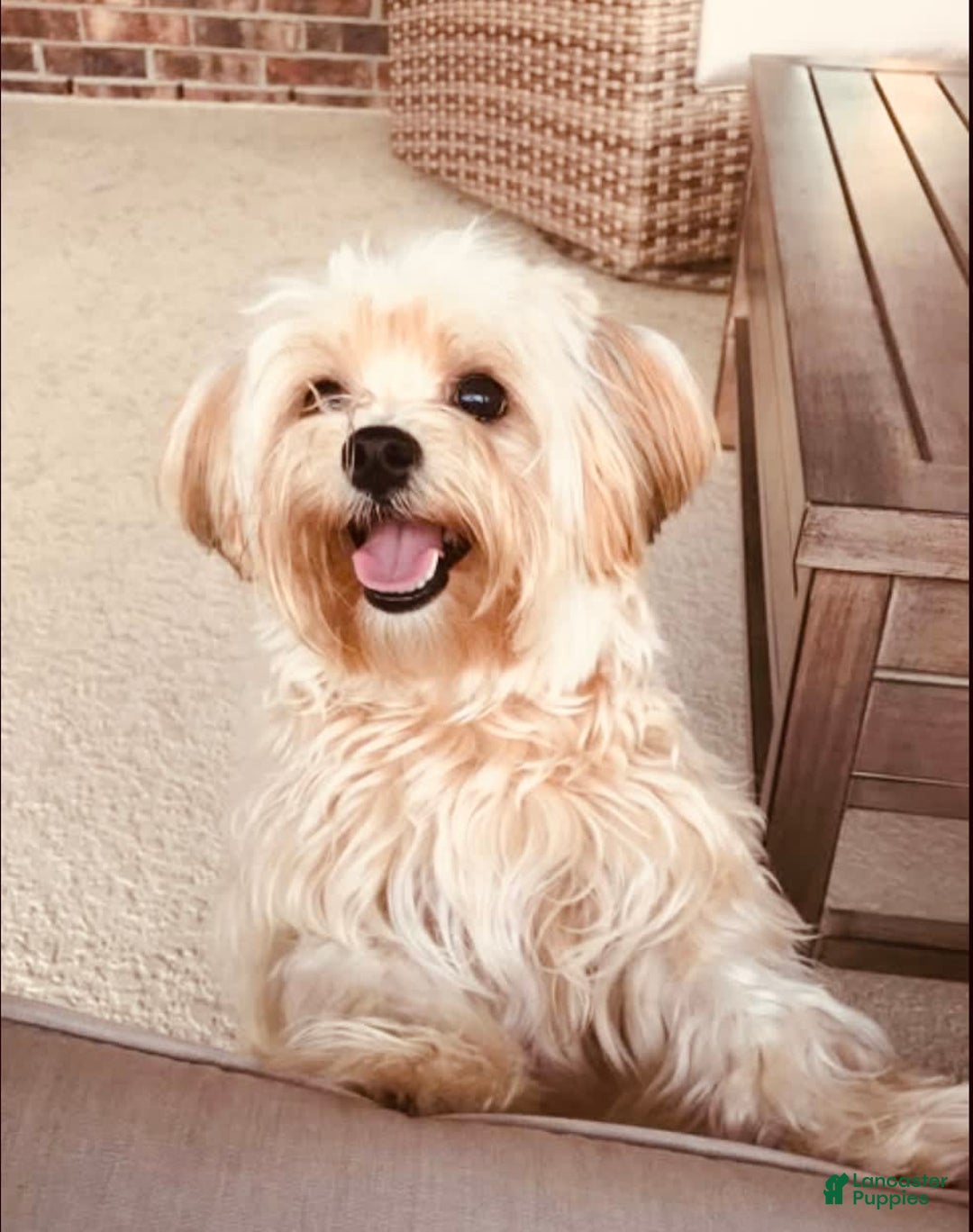Shorkie dogs for sale: Atticus - Image 2
