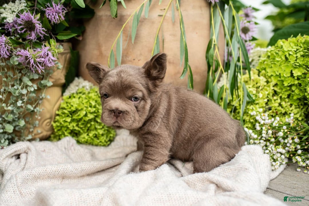 French Bulldog dogs for sale: Opal - Image 6