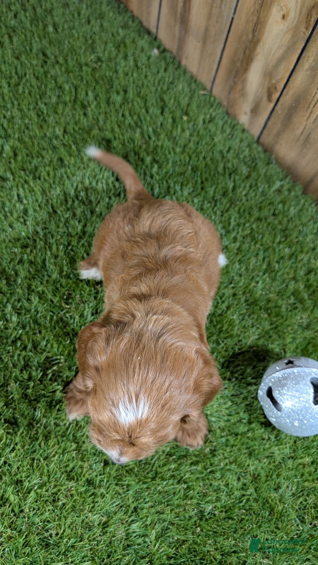 Cavapoo dogs for sale: Honeycomb Girl 9 - Image 5