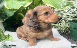 Miniature Dachshund dogs for sale: Capptain Coffee - Image 8
