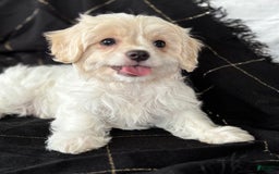 Maltese dogs for sale: EMORY - Image 5