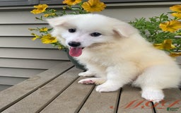 American Eskimo dogs for sale: Violet - Image 4