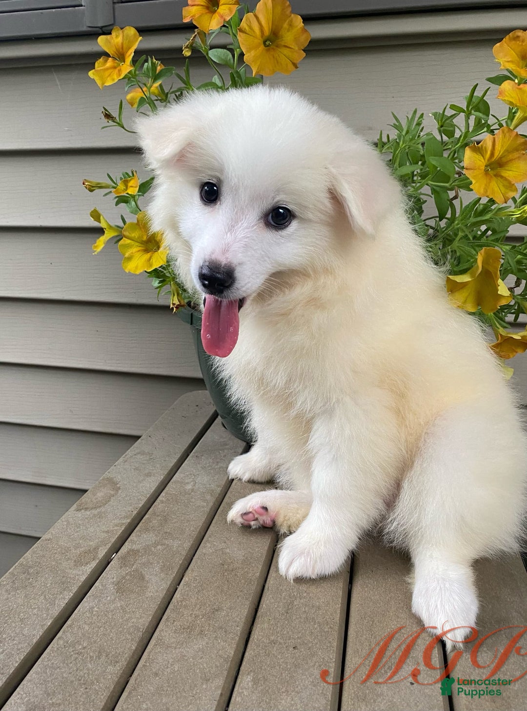 American Eskimo dogs for sale: Violet - Image 4