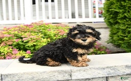 Miniature Poodle dogs for sale: Oscar - Image 8
