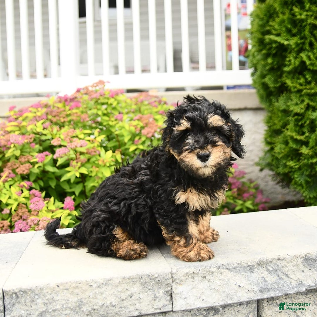 Miniature Poodle dogs for sale: Oscar - Image 8