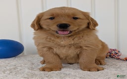 Golden Retriever dogs for sale: Brady - Image 5